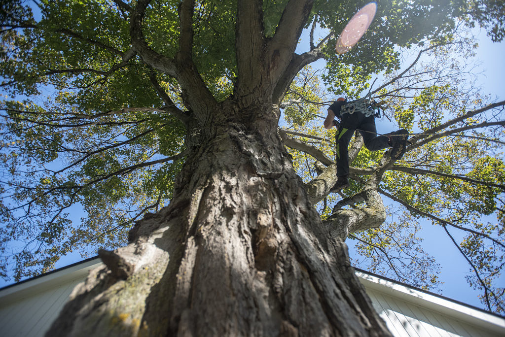 Foxfire Tree Care - Tree Pruning, Tree Removal, and Planting