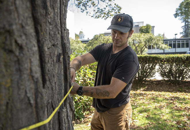 Nate Ebert measures a tree trunk in Montpelier, VT