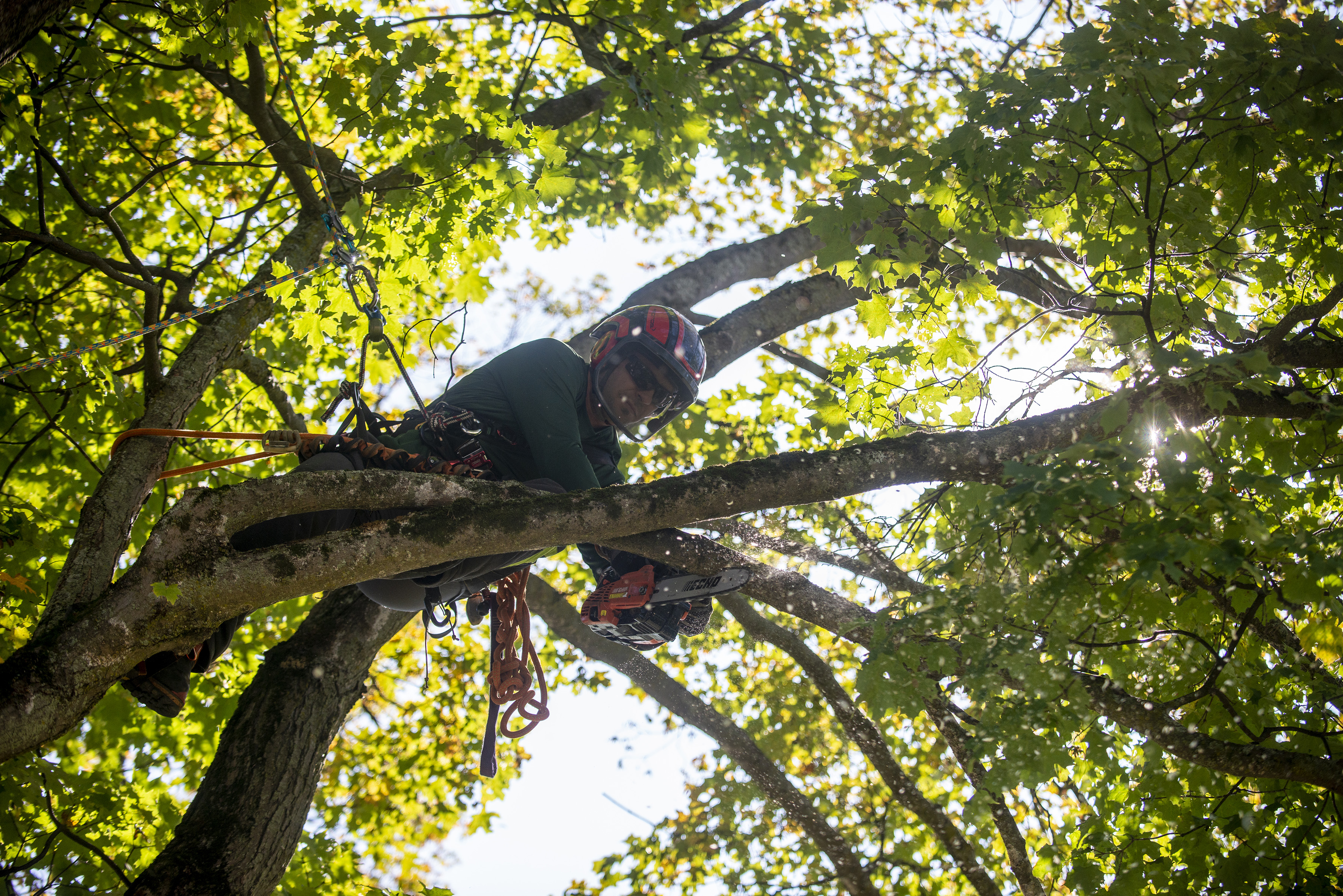 About Foxfire Tree Care - Arborist Service in Central VT