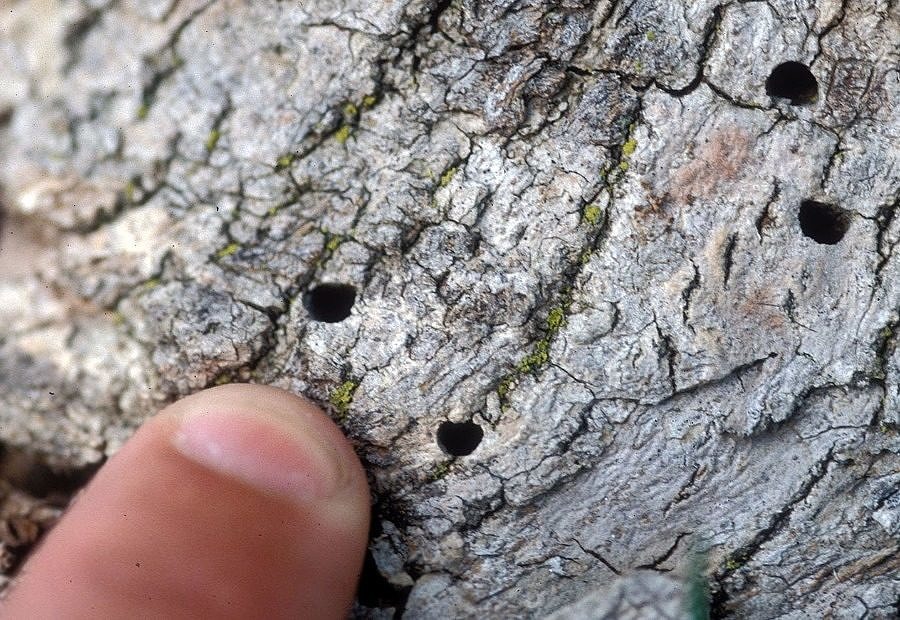 D Shaped Exit Holes Created By Emerald Ash Borer, prior to the Ash Tree's removal