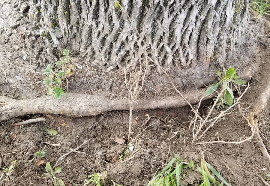 Stem girdling root prior to root pruning