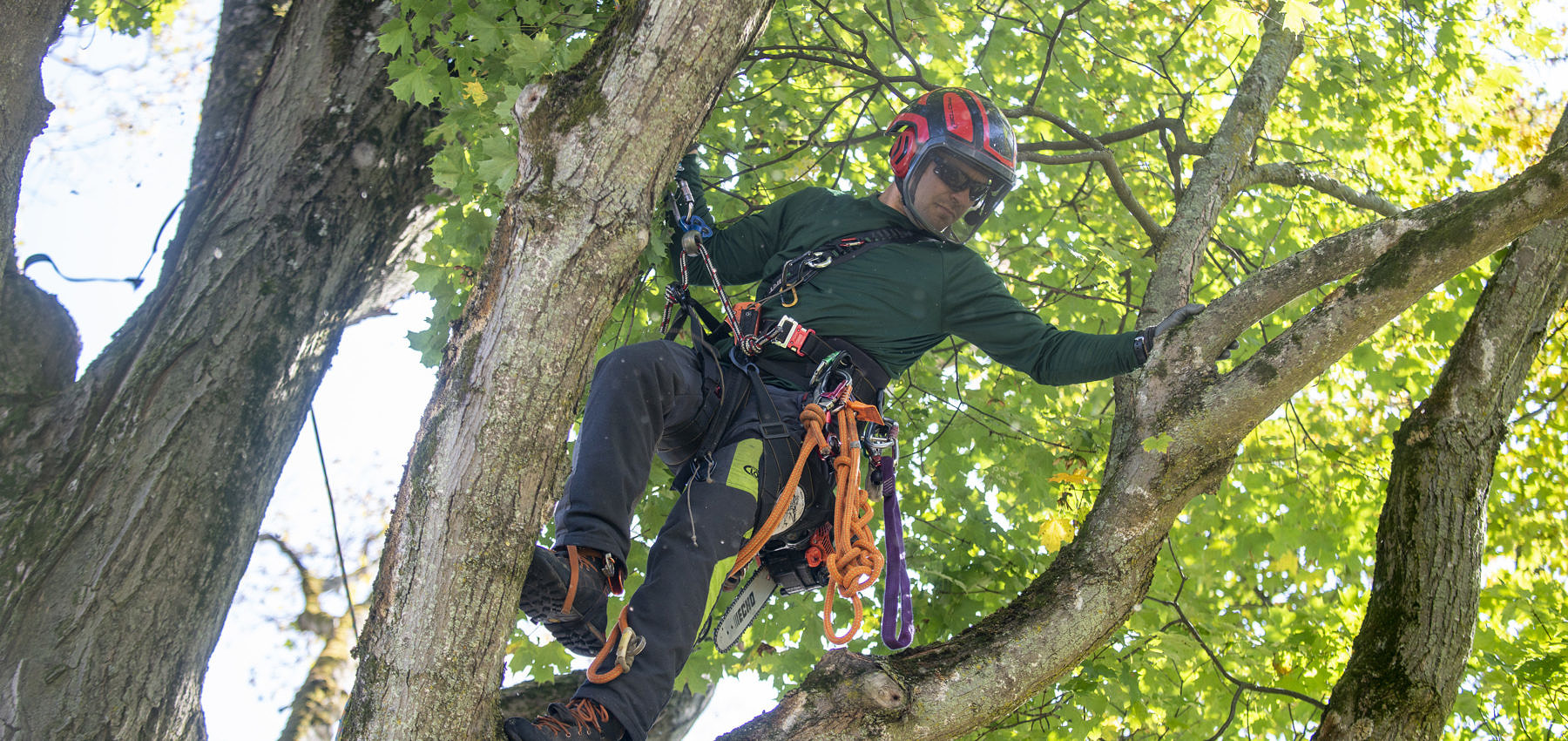 Climbing a sugar maple with gear for pruning