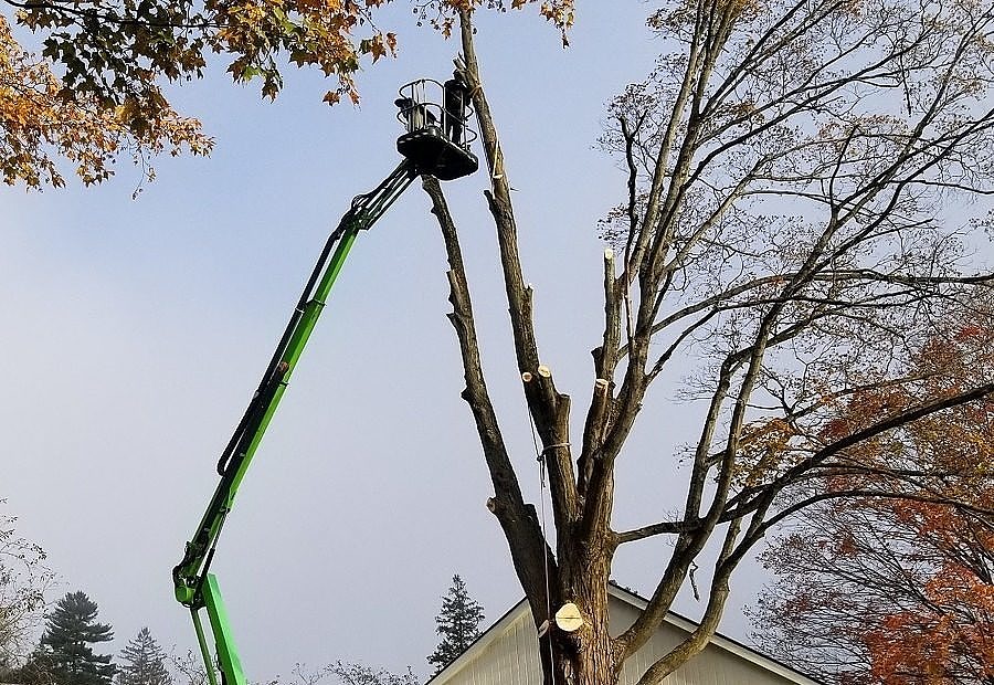 Maple removal in Montpelier, VT using an aerial lift.