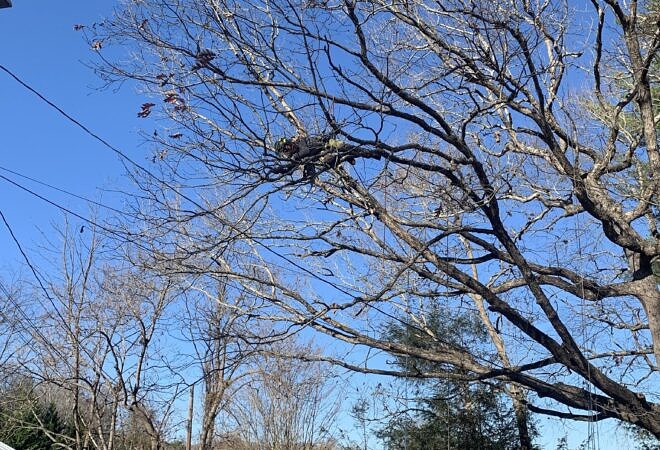 ISA Certified Arborist Wes Pearce prunes a large Oak tree for weight reduction to limit risk of branch failure