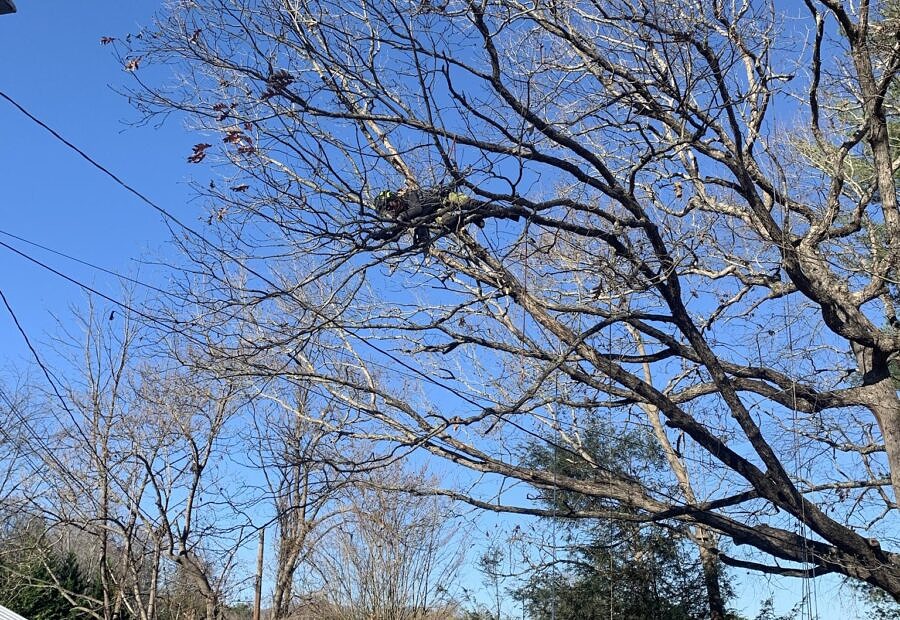 ISA Certified Arborist Wes Pearce Pruning trees using tip-weight reduction to decrease risk of branch failure