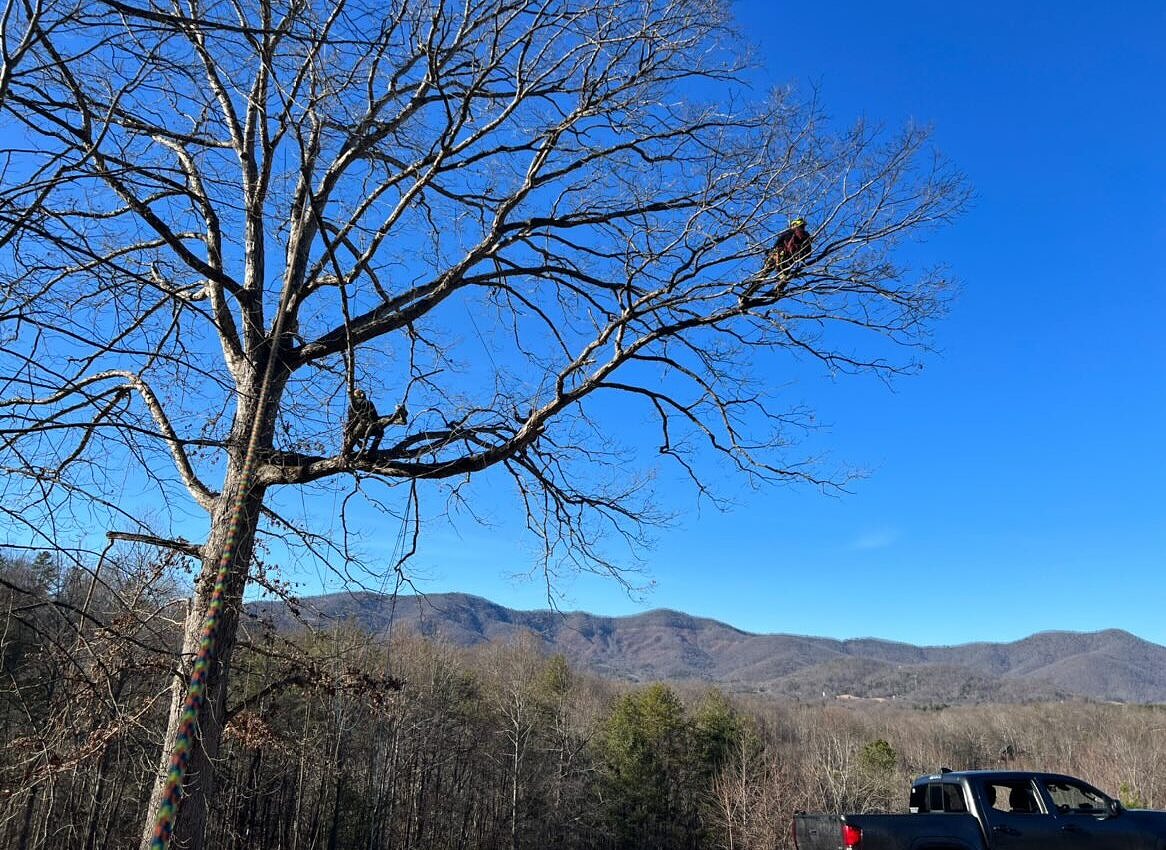 Wes Pearce, ISA certified arborist in Vermont